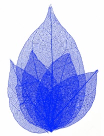 skelett-blaetter_blau